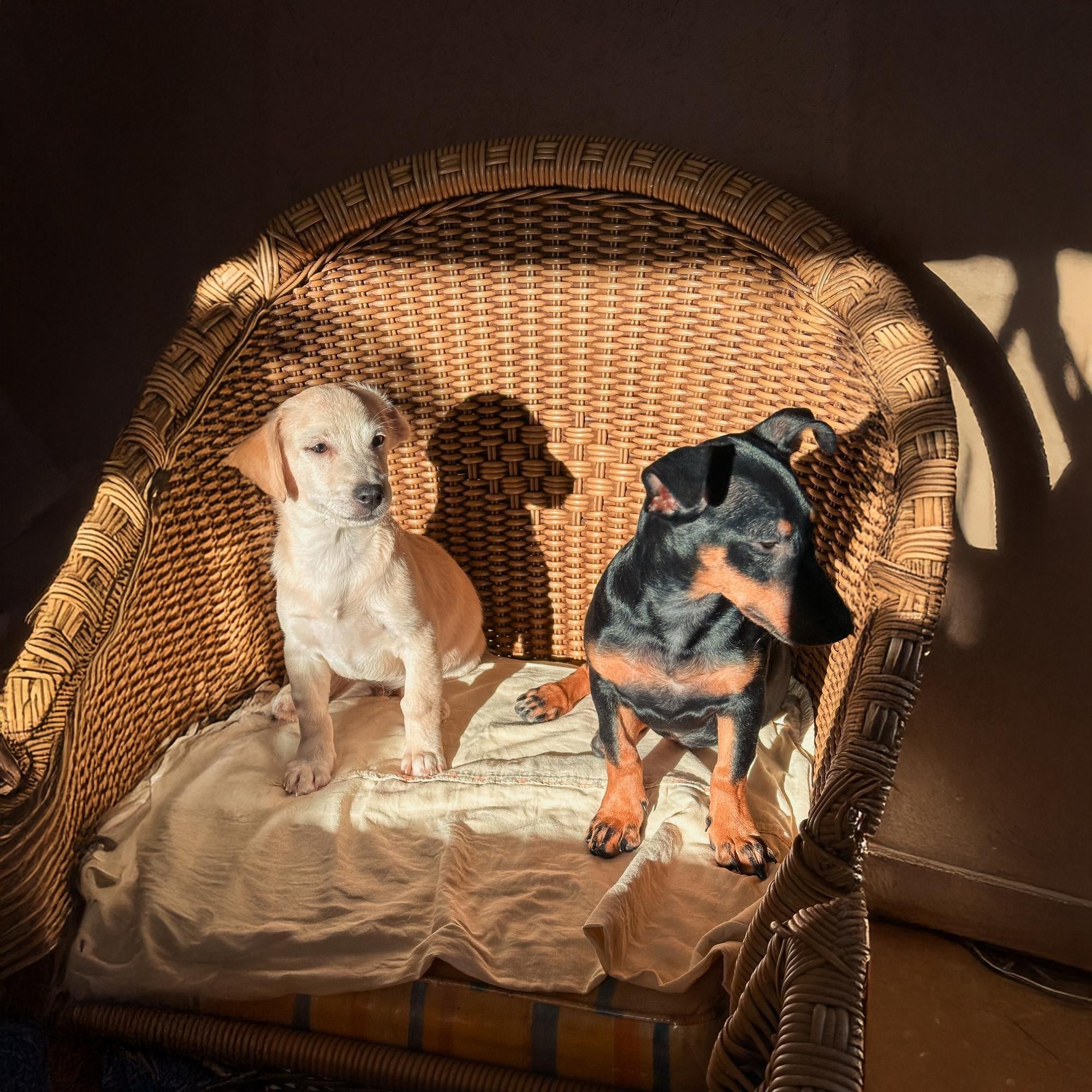 Choosing the Perfect Bed for Your Pet's Life Stage